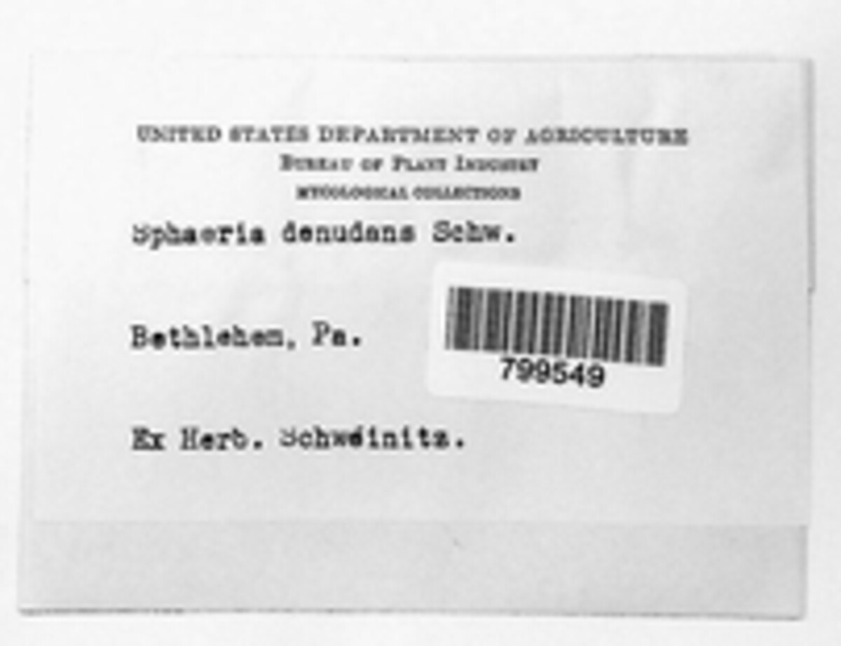 Sphaeria denudans image